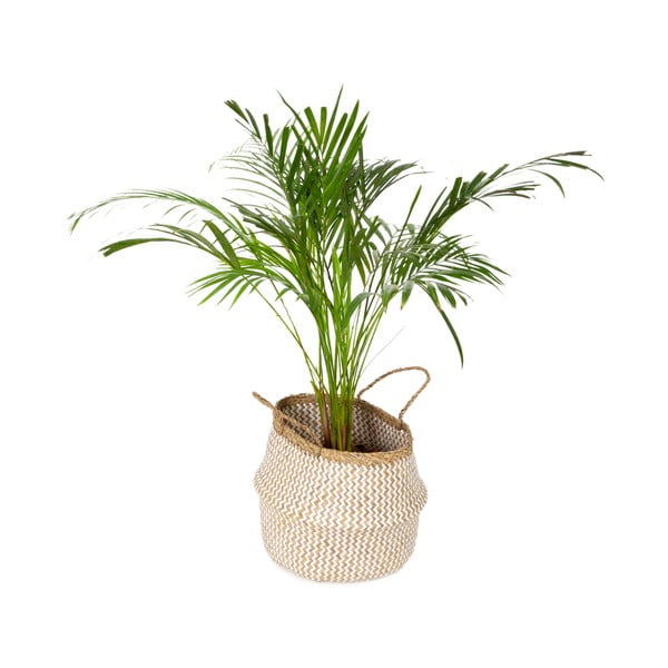 Svetla košara za shranjevanje iz morske trave Compactor Zic Zac, ⌀ 35 cm-image-4