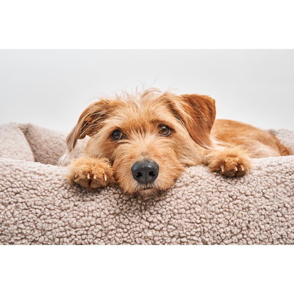 Bež bouclé podloga za pse 71x91 cm Senso Greige M – MiaCara-image-1