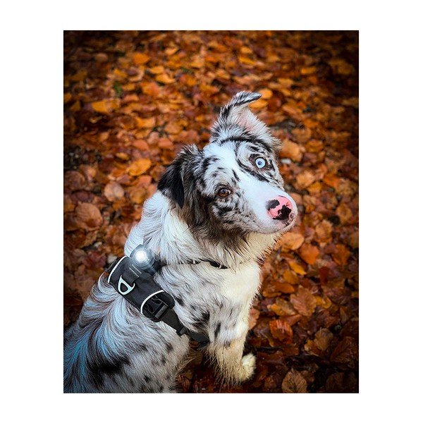 LED lučka za ovratnico Dark - Orbiloc-image-3