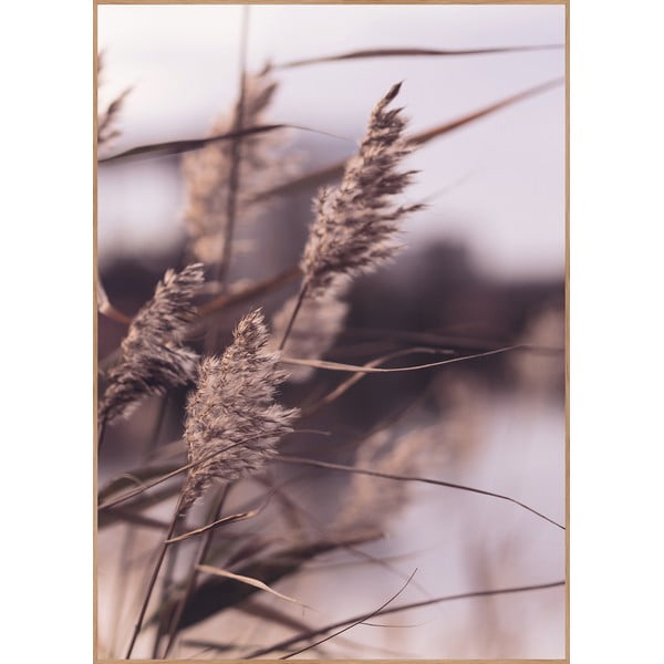 Plakat z okvirjem 50x70 cm Mellow Grasses 3 – Malerifabrikken