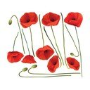 Komplet stenskih nalepk Ambiance Vermeil Poppies, 60 x 70 cm