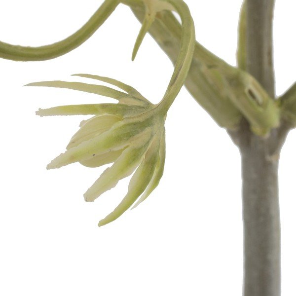 Umetna vejica (višina 55 cm) – Ixia-image-2