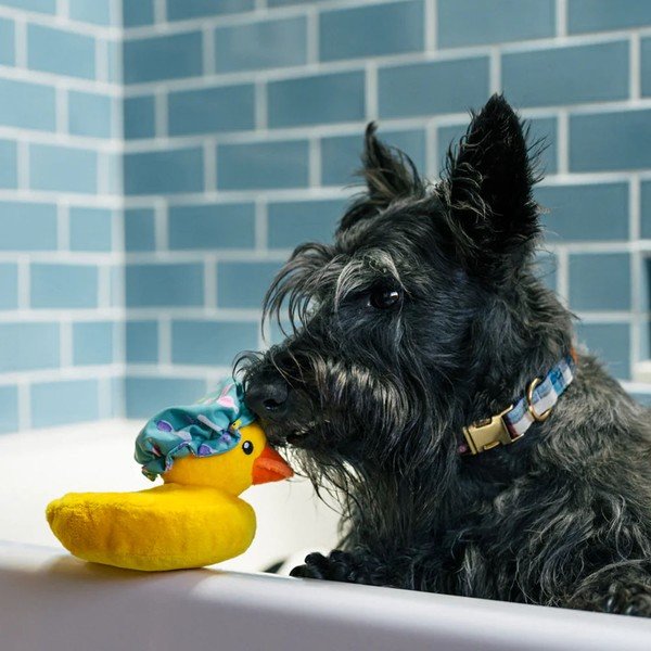 Pasja igrača Duck – P.L.A.Y.-image-1