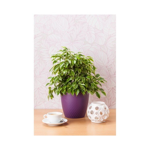 Vijoličen lonec Plastia Perla, ø 19 cm-image-1