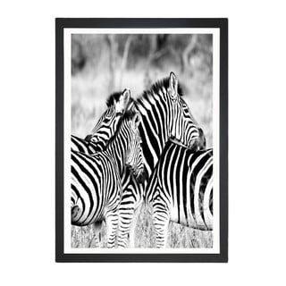 Slika Tablo Center Zebras, 24 x 29 cm