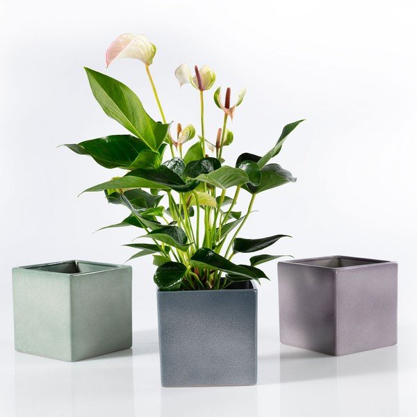 Zelen keramičen cvetlični lonček Big pots Latina, 15 x 15 cm-image-2