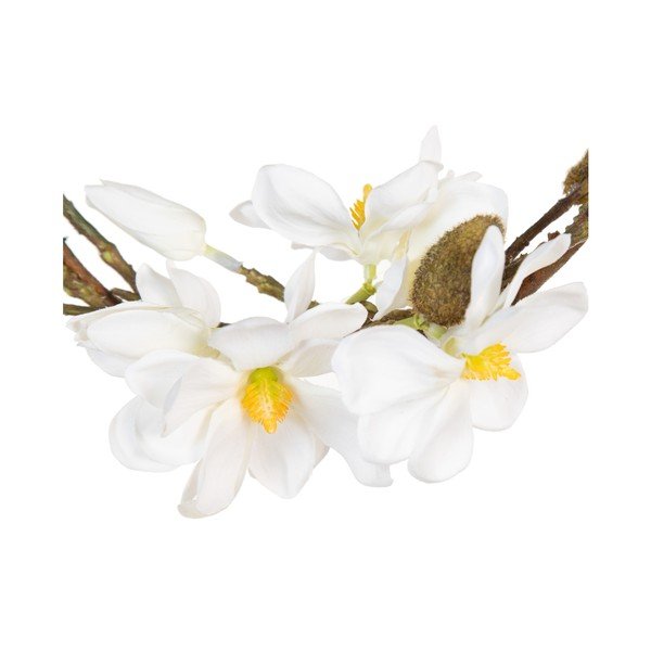 Venec Magnolia – Ixia-image-4