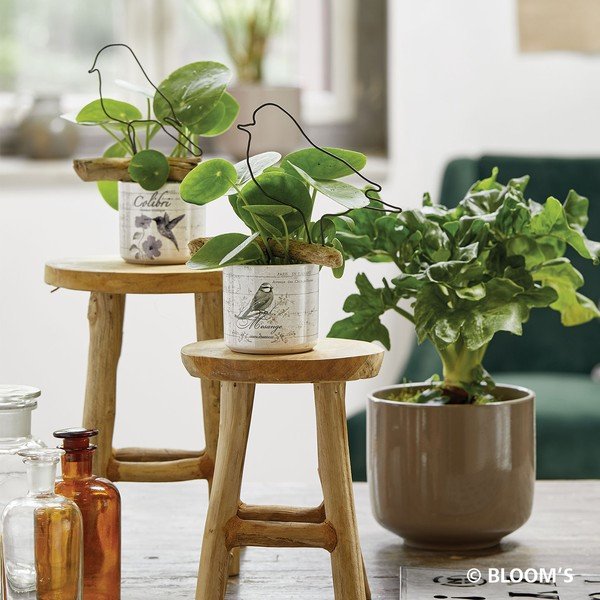 Rjav keramičen cvetlični lonec Big pots Bari, ø 19 cm-image-1