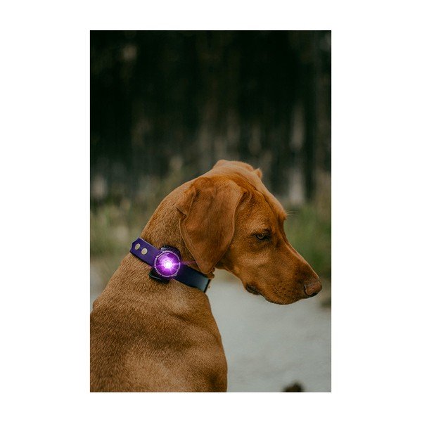 LED lučka za ovratnico Purple - Orbiloc-image-4