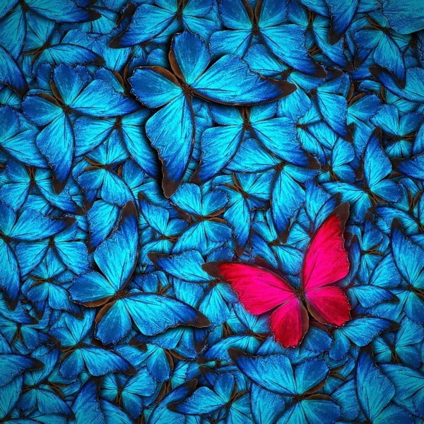 Slika na steklo Insigne Azul Butterfly, 30 x 30 cm