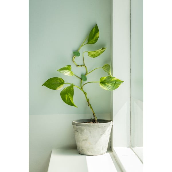 Opora za rastline 10 ks iz reciklirane plastike (višina 3 cm) – Esschert Design-image-1