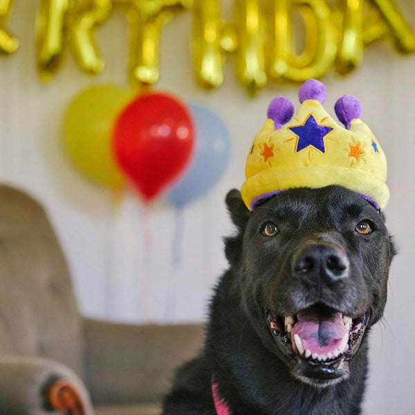 Igrača za pse Royal Crown - P.L.A.Y.-image-1