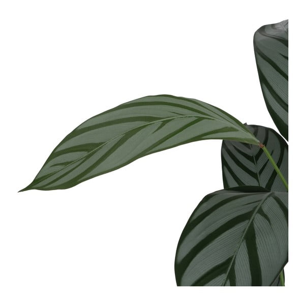 Umetna rastlina (višina 150 cm) Calathea – Ixia-image-3