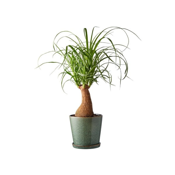 Okrasni cvetlični lonec iz kamenine ø 14 cm Gastro Green/Black – Bitz-image-1