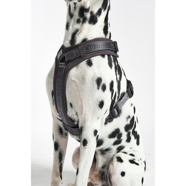 Temno siva oprsnica velikosti L dolžina 42 cm Modena Asphalt L – MiaCara-image-2