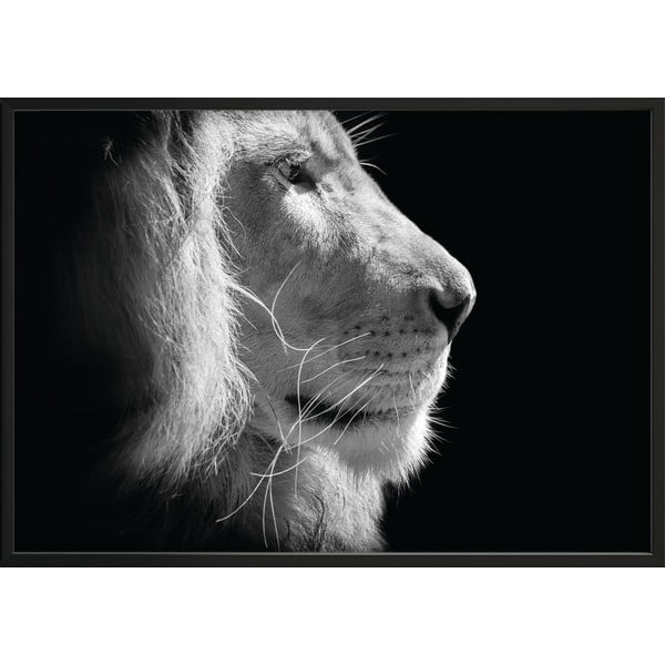 Črno-bel plakat DecoKing Levji kralj, 100 x 70 cm
