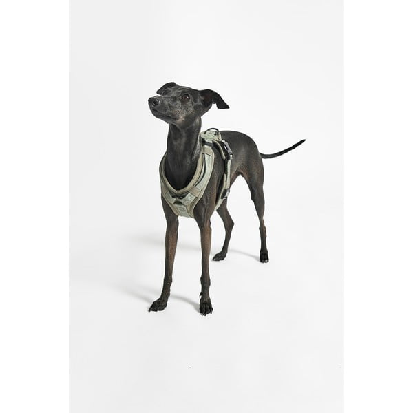 Zelena oprsnica velikosti XS dolžina 25 cm Modena Grolive XS – MiaCara-image-3