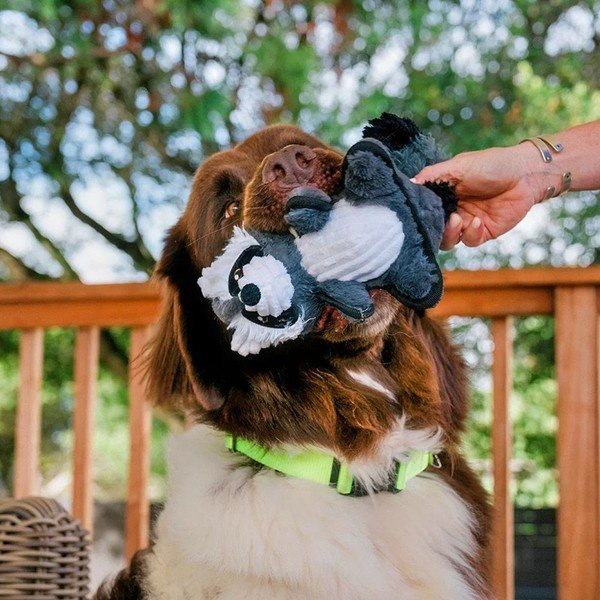 Pasja igrača Rakun – P.L.A.Y.-image-1