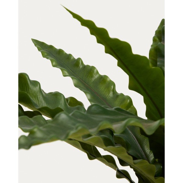 Umetni sukulent (višina 70 cm) Neottopteris – Kave Home-image-3