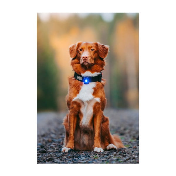 LED lučka za ovratnico Blue - Orbiloc-image-4