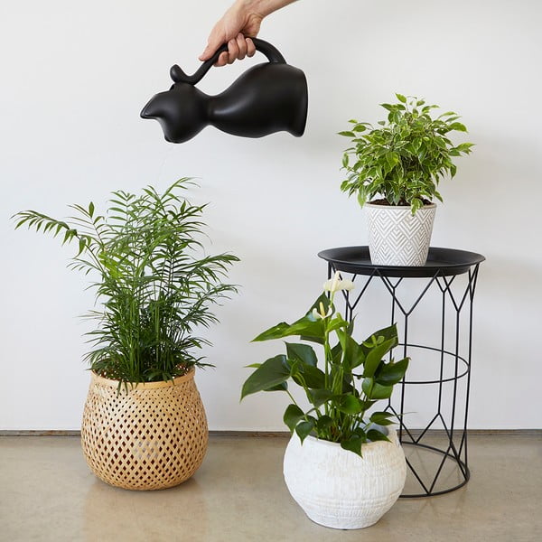 Plastična zalivalka 2 l Meow – Balvi-image-2