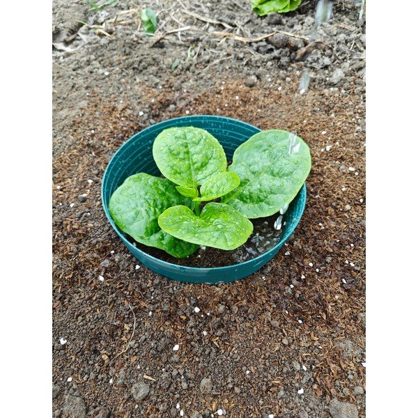 Obroč za zalivanje – Garden Pleasure-image-1