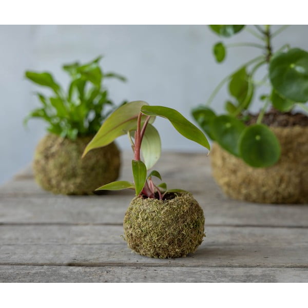 Cvetlični lonec ø 9 cm Kokedama – Esschert Design-image-2
