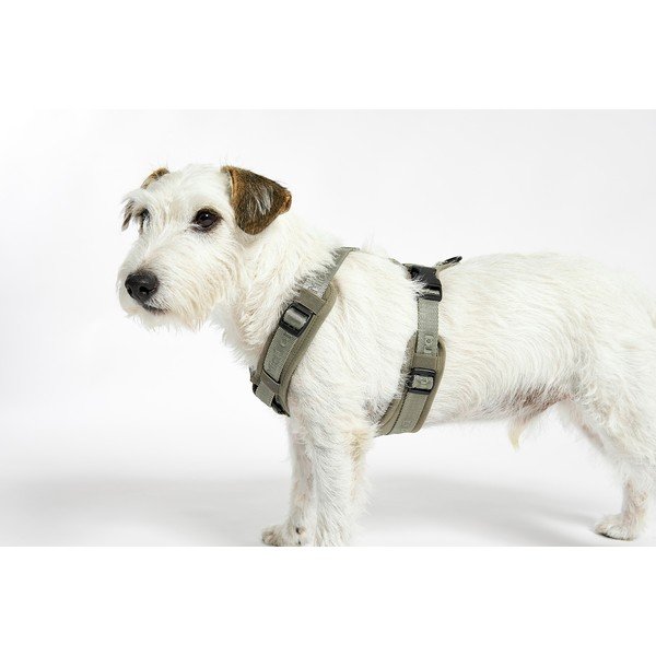 Zelena oprsnica velikosti L dolžina 42 cm Modena Grolive L – MiaCara-image-3