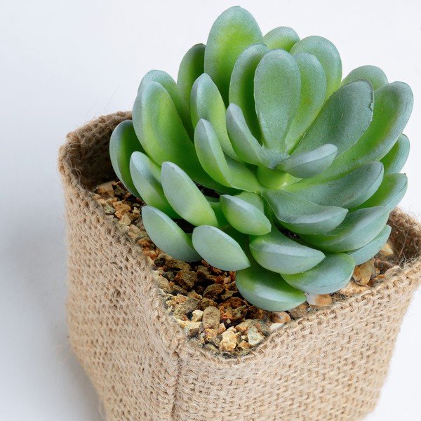 Umeten sukulent Kave Home Pachyphytum-image-1