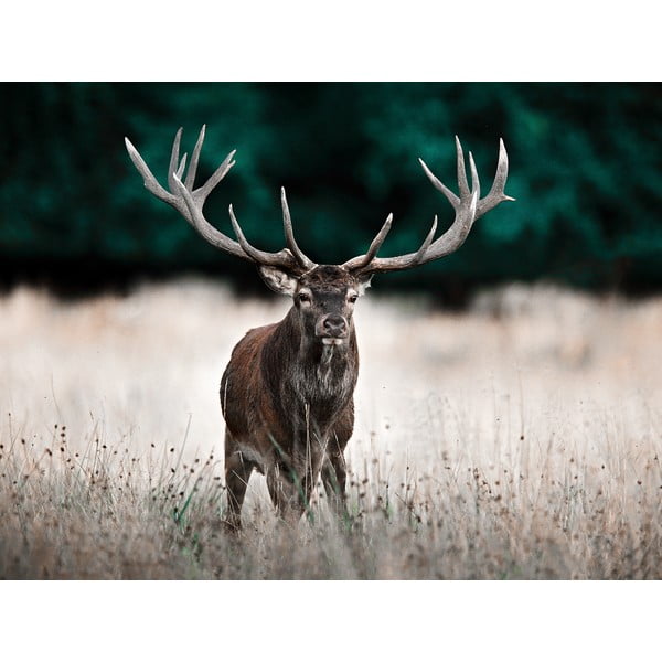 Slika 85x113 cm Deer - Styler