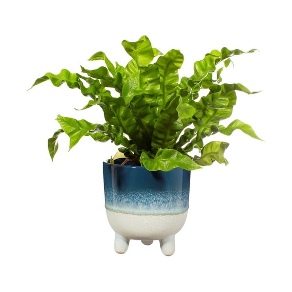 Moder cvetlični lonček Sass & Belle Bohemian Home Mojave, ø 11,7 cm-image-2