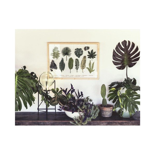 Slika z okvirjem iz borovega lesa Surdic Leafes Guide, 50 x 70 cm-image-1