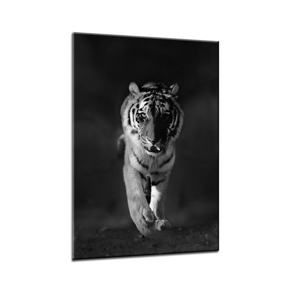 Slika Styler Glasspik Živali Tiger, 70 x 100 cm