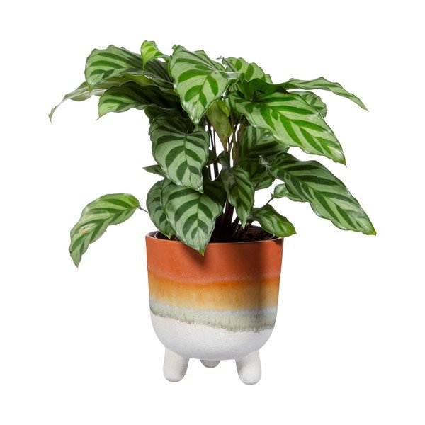 Cvetlični lonček v terakota barvi Sass & Belle Bohemian Home Mojave, ø 11,7 cm-image-2