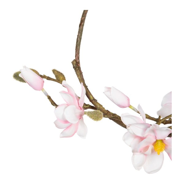 Venec Magnolia – Ixia-image-2