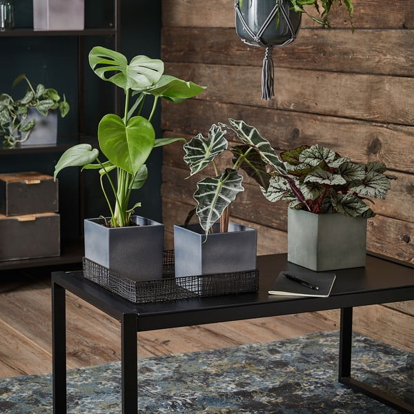 Vijoličen keramičen cvetlični lonček Big pots Latina, 15 x 15 cm-image-1