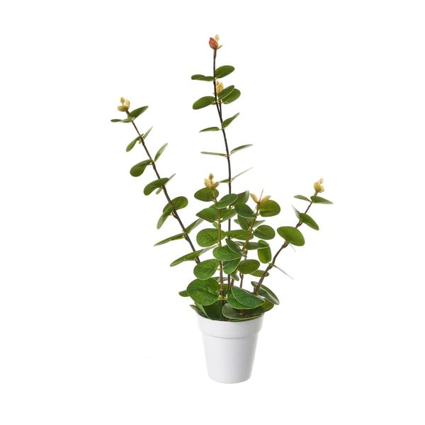 Umetna rastlina – Casa Selección