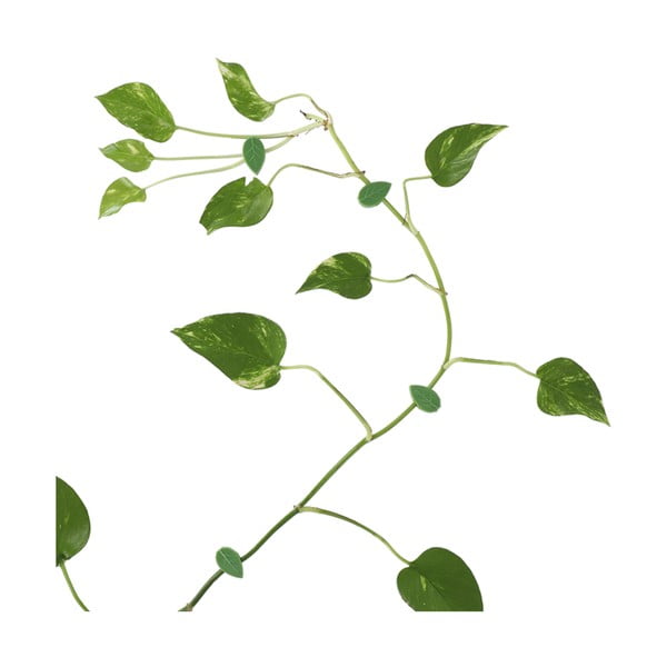 Opora za rastline 10 ks iz reciklirane plastike (višina 3 cm) – Esschert Design-image-2