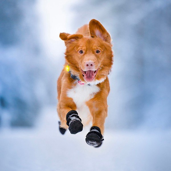 LED lučka za ovratnico Yellow - Orbiloc-image-1