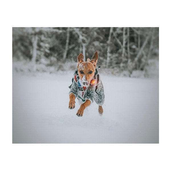 LED lučka za ovratnico Yellow - Orbiloc-image-4