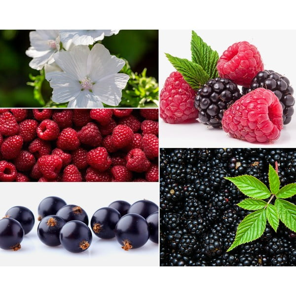 Parfum za notranjost Privé Home Mûre - Musc, 50 ml-image-1