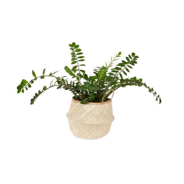 Košara za shranjevanje iz svetle morske trave Compactor Zic Zac, ⌀ 45 cm-image-1