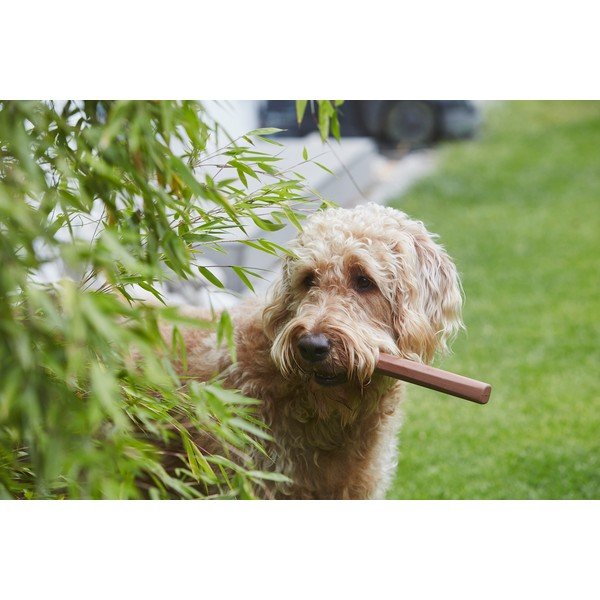 Igrača za pse Ramo Sandalwood – MiaCara-image-1