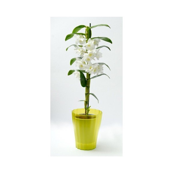 Zelen lonec Plastia Trasluscent Ola, ø 13,4 cm-image-1