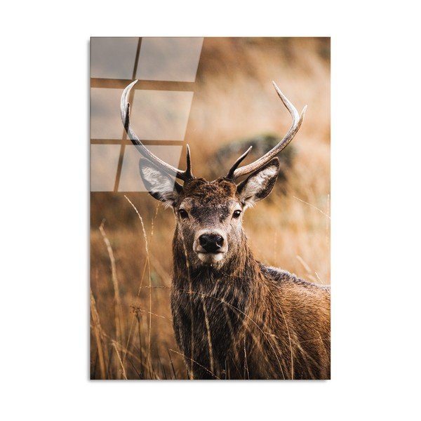 Steklena slika 70x100 cm Deer – Wallity