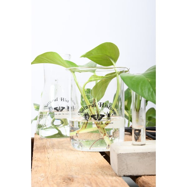 Steklena vaza (višina 12 cm) Natural History – Esschert Design-image-2