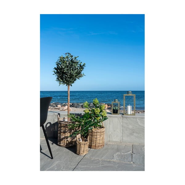 Umetna rastlina (višina 60 cm) Fig – House Nordic-image-3