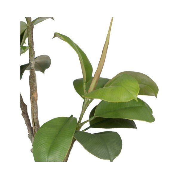 Umetna rastlina (višina 116 cm) Oak Tree – Ixia-image-1