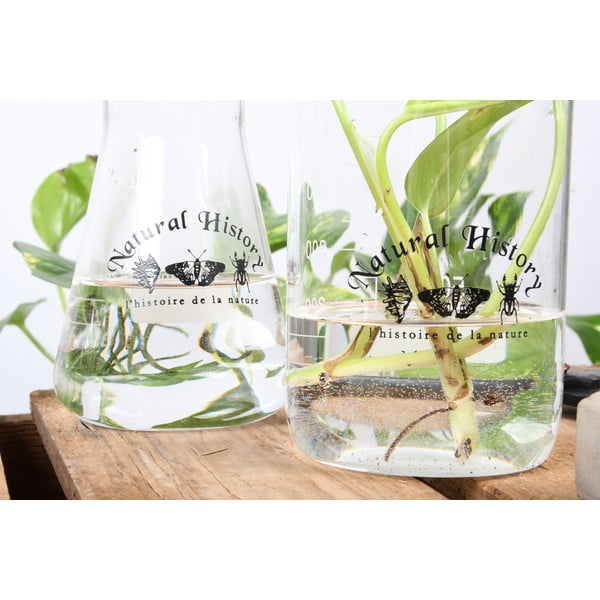 Steklena vaza (višina 12 cm) Natural History – Esschert Design-image-3