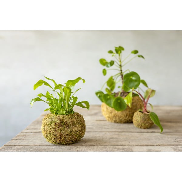 Cvetlični lonec ø 14,5 cm Kokedama – Esschert Design-image-2